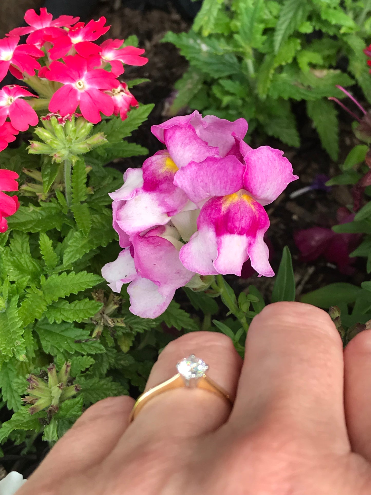 18ct yellow gold 0.45ct certified natural diamond ring Ring Rock Lobster