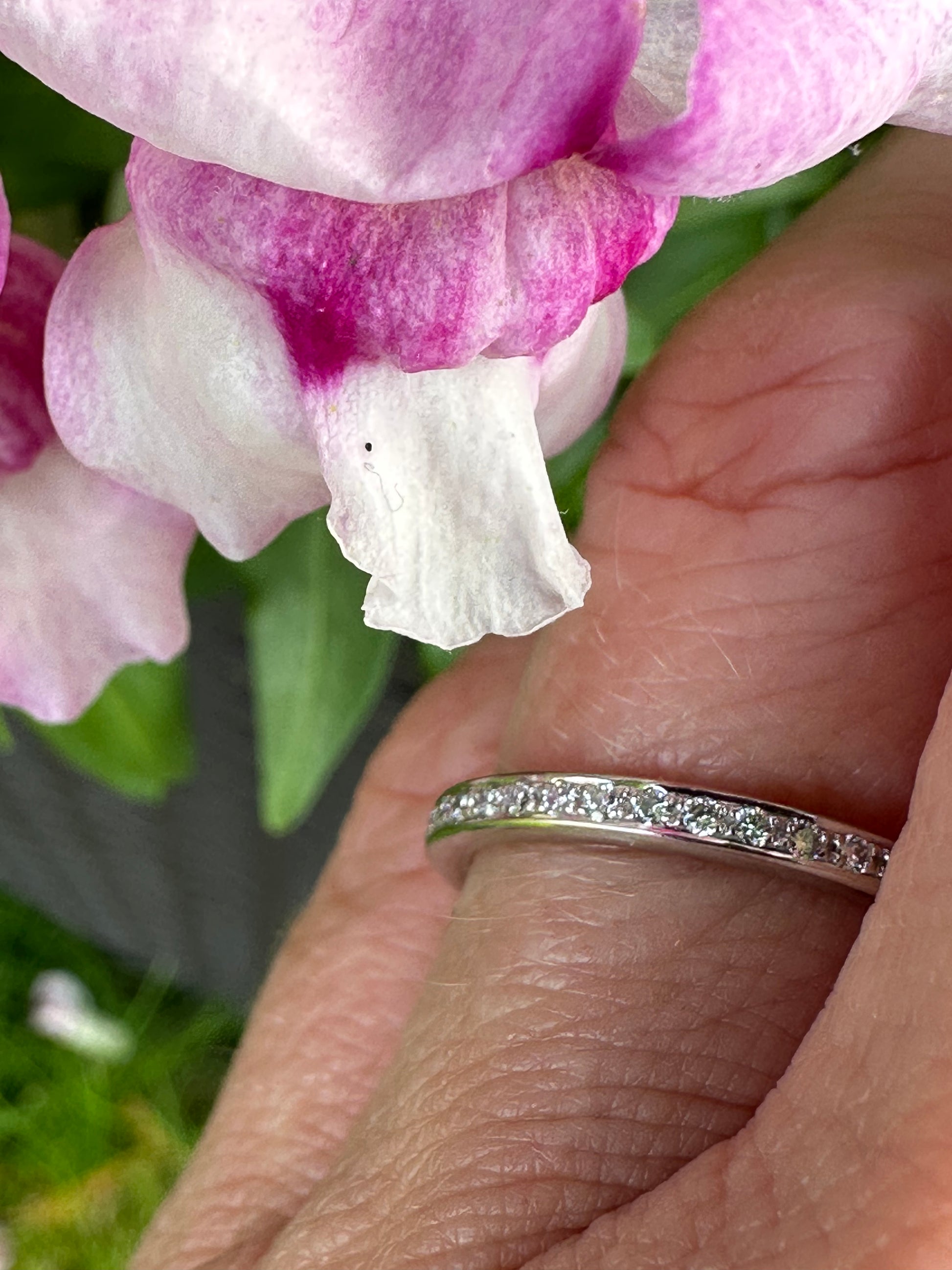 18ct white gold and diamond grain set full eternity ring Ring Not specified   