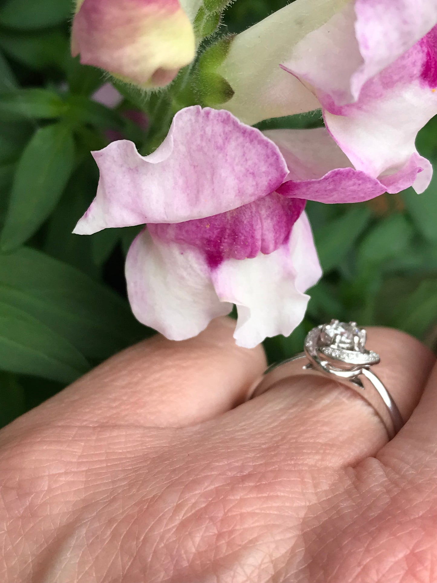 Platinum 0.29CT Aurora Natural Diamond Ring certified DVS2 Ring Fei liu